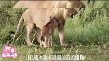 #动物世界 #野生动物 #爱护大自然保护野生动物 #人与动物和谐共处 #万物皆有灵性 #神奇动物在抖