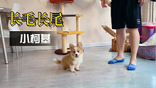 【柯基】一只长毛长尾的小柯基，因为太皮了人送外号小活驴！