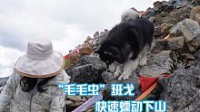 高海拔完成遛狗任务，这下三天的运动量都够了，一觉睡到拉萨！