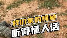 我们家的鳄鱼听得懂人话#鳄珍 