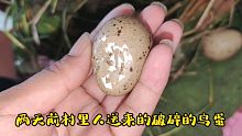 两天前村里人送来的破碎的蛋，今天它奇迹般的出壳了，看看是个啥