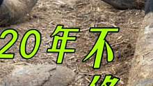 疯长20年驴蹄痛苦不堪！走路撇腿还摔跤，修复成三寸金莲解脱了！#来抖音学农技 #新农人计划2022 