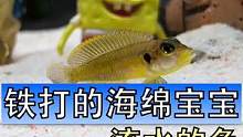 海绵宝宝实力不凡，已经亲手送走两波小鱼了，你们说我是继续头铁养卷贝，还是随便弄俩迷你鹦鹉养养算了……