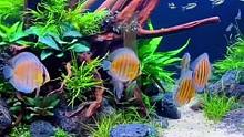 2.5米南美缸造景展示#养鱼养心 #南美缸 #玻璃缸中的大自然 #野彩 #水草造景