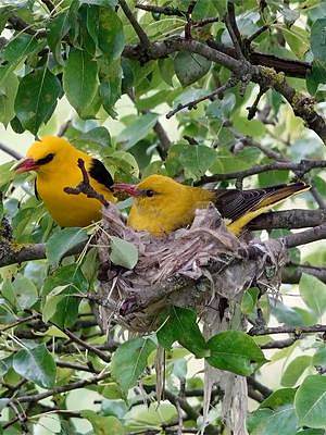 原来这就是诗中说的“黄鹂鸟”：两只黄鹂鸣翠柳，一行白鹭上青天 #保护鸟类 #野生动物 #纪录片 #探