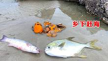 退潮后，发现一群黄金贝排着队搁浅，还有活泼乱跳的乌头鱼金鲳鱼