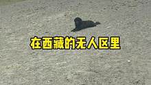 在西藏被流浪狗包围，本以为要被攻击，没想到狗狗是来要食物。吓死我了#带狗狗去旅行 #萌宠出道计划 