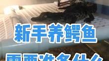 养鳄鱼都需要什么设备，新手还准备什么条件？ #养殖 #鳄鱼养殖 #小鳄鱼