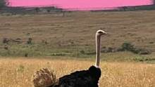 在野外大草原深度越野，跋山涉水。追逐着野生大鸵鸟奔跑。#楠式vlog #塞伦盖蒂 #野生鸵鸟   