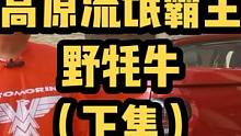 高原流氓霸主野牦牛的性福生活（下集）含遇到野牦牛保命秘籍，高原摩旅必看！