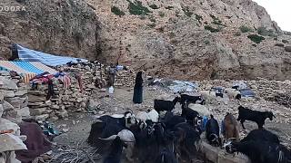 伊朗游牧民族-奶奶帮儿子牵羊去牧场——伊朗的游牧生活方式