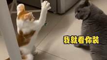 #萌宠 #搞笑 #娱乐评论大赏  大猫：你要打就痛快点，扭什么呢！#猫咪的迷惑行为 