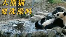 大熊猫要洗澡吗？