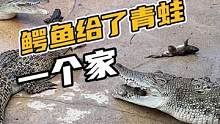 鳄鱼给了青蛙一个家#鳄珍