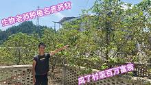 生物老师种植30亩名贵药材，成为了村里第一个百万富翁，真羡慕
