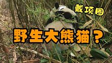 几年前有人在野外拍到了一只戴项圈的大熊猫，经辨认它居然是......