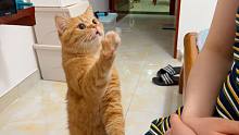 当你有只粘人的小橘猫，救命！他真的好爱我！！！