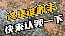 这是谁的手快来认领一下#鳄珍 