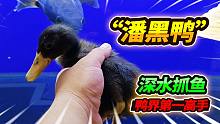 野生鳑鲏鱼的克星，霸气旋风小黑鸭，今天完成粉丝梦寐以求的愿望