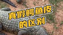 真假鳄鱼腰带的区别#鳄珍