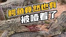 鳄鱼原来也会被噎住#鳄珍