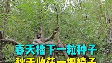 春天播下一颗种子，秋天长出一把椅子，这不是童话世界，而是