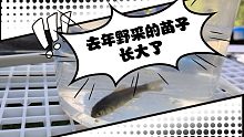 去年野采的苗子长大了
