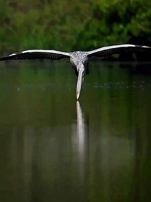 大自然中的某些时刻需要放慢速度，鹈鹕飞行时舀水，每个物种都有它独特的生存本领！ 
#探纪自然