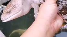 带蜥蜴去做鱼疗spa！蓝舌已经喜欢上锦鲤了#奇妙的动物 #爬宠 #蜥蜴 #蓝舌石龙子 #宠物 