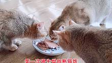 主人心疼母猫太瘦，买了生骨肉熟猫饭，主人闻着都想吃，猫爱吃吗