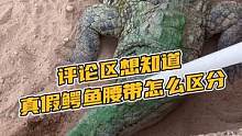 评论区想知道真假鳄鱼腰带怎么区分的吗？#鳄珍