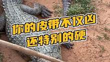 你的皮带不仅凶，还特别的硬#鳄珍