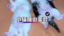 真好奇小猫咪做的是什么梦，吓成这样
#小奶猫的成长日记 #抖in萌宠计划 #猫咪做噩梦