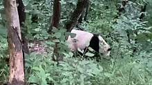 走在林区发现熊猫一只#神奇动物在抖音 #保护动物人人有责