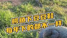 鳄鱼豆豆鞋纹路不仅漂亮还耐用#鳄珍