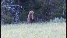 黄石公园荒野生活-在灰熊国家露营的一种更安全的方式