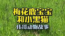 今天梅花鹿宝宝不开心都不和猫咪玩了？鹿妈妈也很可爱呢！#万物皆有灵性 #萌宠 #神奇动物在抖音