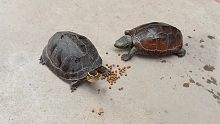 现场测试安布闭壳龟，草龟，黄缘三种龟的陆地进食能力谁最强