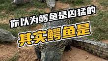 你以为鳄鱼是凶猛的其实鳄鱼是#鳄鱼 