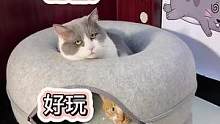 甜甜圈猫窝，一款可以可以玩的猫窝，可拆洗 #养猫好物 #喵星人 #铲屎官 #猫窝