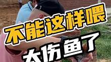 不能这样喂，太伤鱼了#鳄珍 