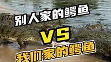 别人家的鳄鱼VS我们家的鳄鱼#鳄珍 