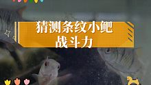 猜测条纹小鲃战斗力