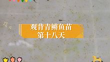 观背青鳉鱼苗第十八天
