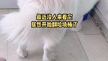 最近天热，没人过来看它，居然学会翻垃圾桶了……#萨摩耶肉肉的日常 #萌宠 #动物的迷惑行为