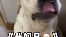 为什么别人家的狗都会嘤嘤嘤，而你是个哑巴#拉布拉多日记 #精神小狗 #拉不拉猪 #有只小汪汪 #有点