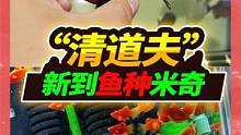 清道夫惨遭毒手，被整缸26条食人鱼五马分尸，新来小鱼全分给粉丝 #食人鱼 #清道夫 #热带鱼
