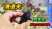 清道夫惨遭毒手，被整缸26条食人鱼五马分尸，新来小鱼全分给粉丝