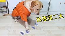 会盲猜大小的狗狗，是时候展现技术了，狗：这猜牌我2岁就会