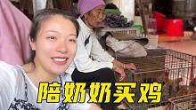 跟奶奶到市场买鸡回家养，398元买了10只，奶奶心里美滋滋的